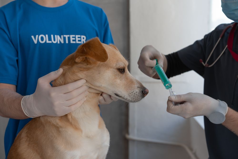 Kedi ve Köpeklerde Aşı Takvimi