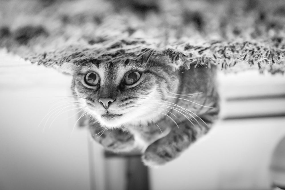 Kedi Neden Kum Kabına Gitmiyor?
