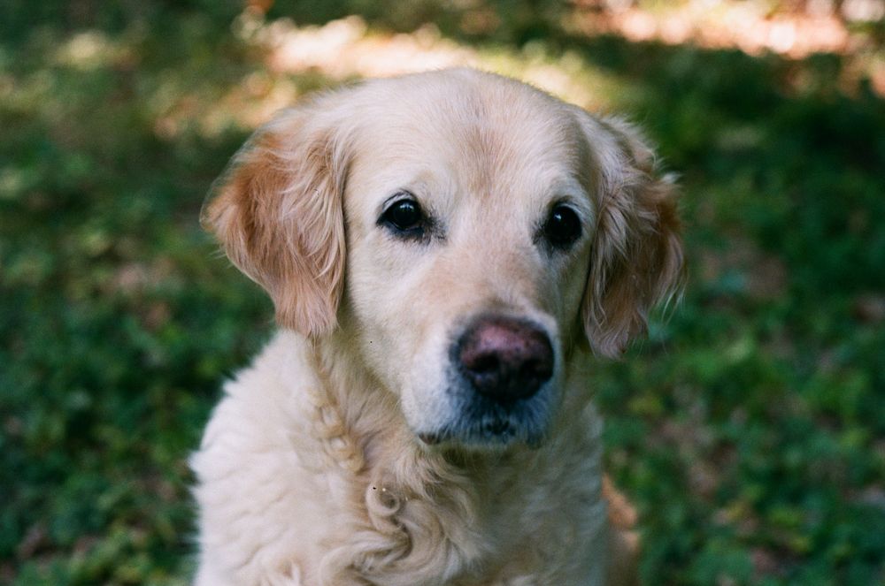 Köpeklerde Kilo Kontrolü