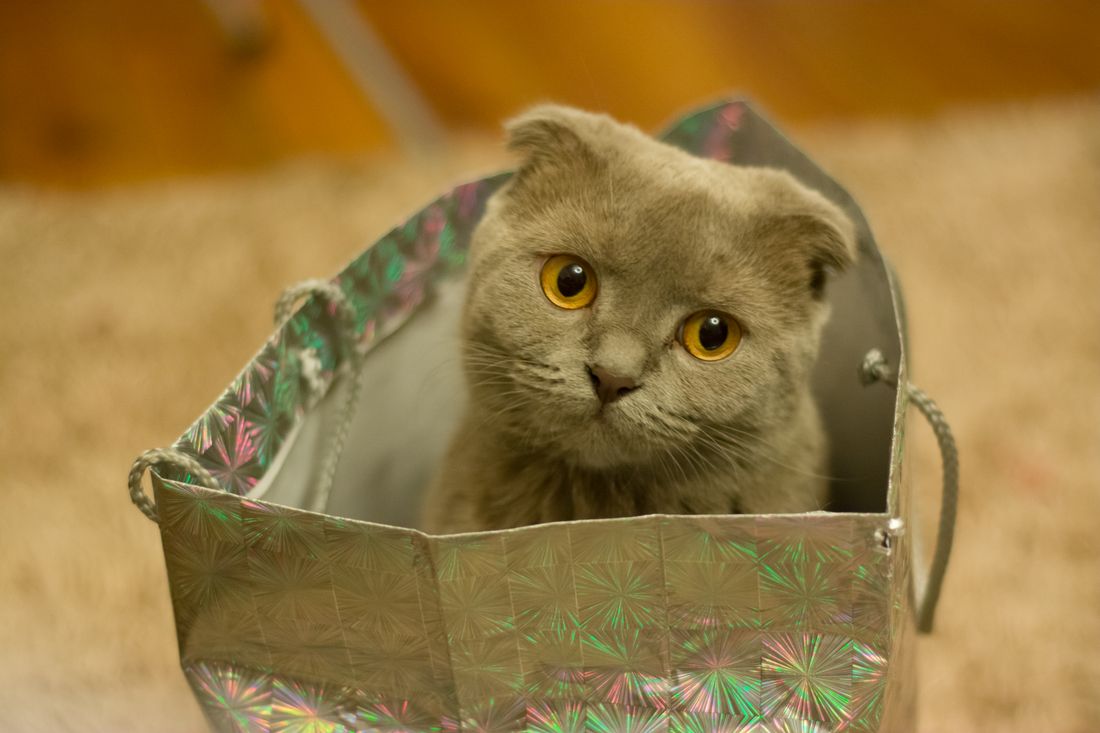 Kedi Bakım Odası