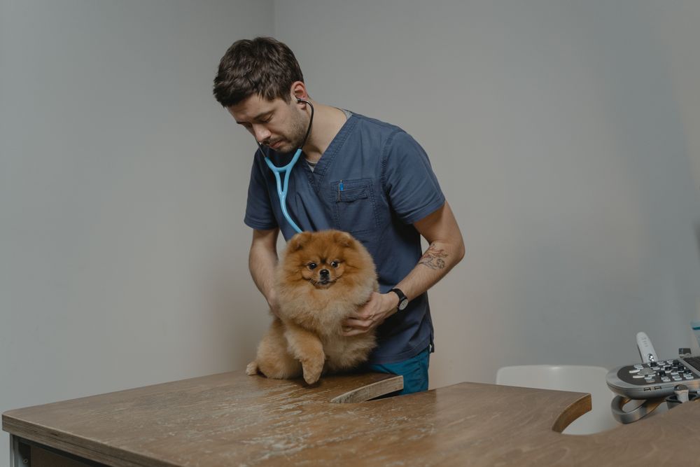 Kedi ve Köpek Muayenesi